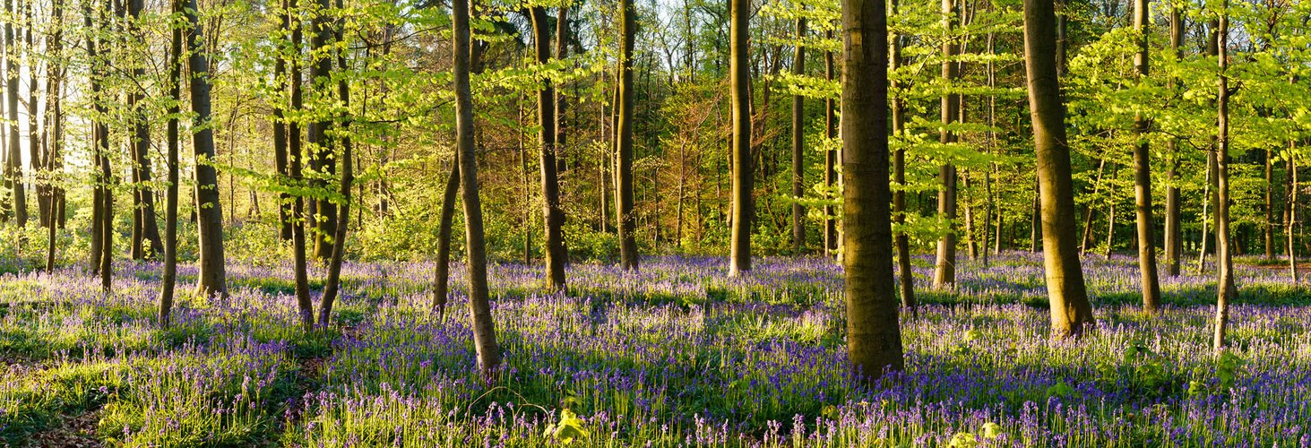 Im Blauen Wald