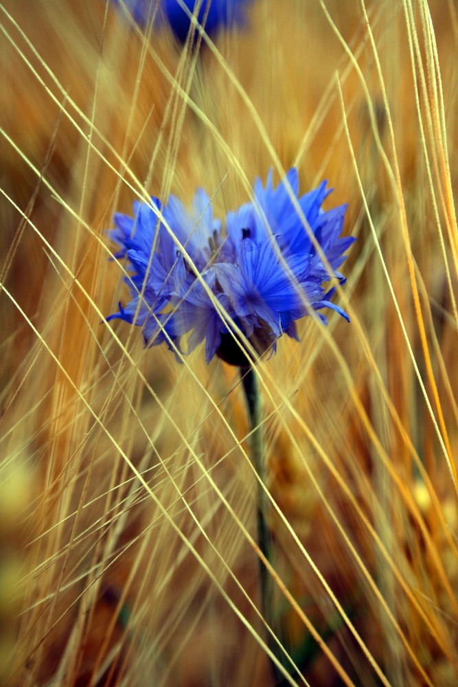 im blaumann auf dem feld