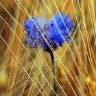 im blaumann auf dem feld