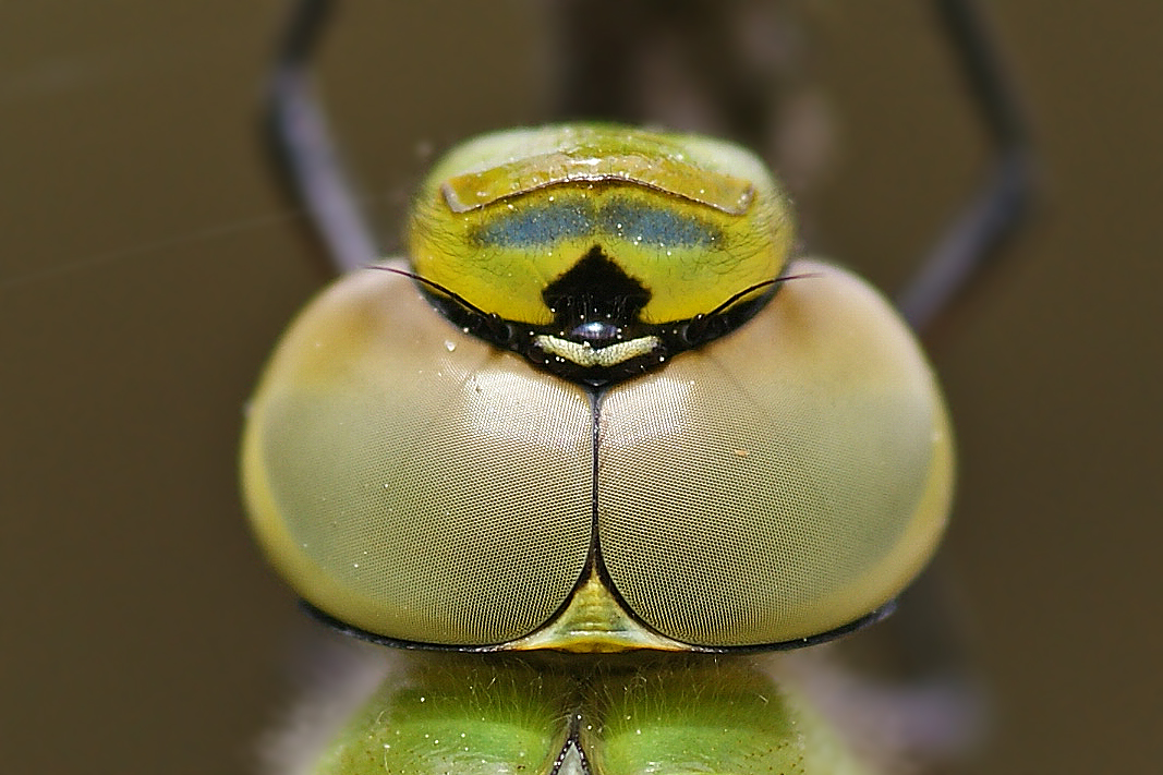 Im Blick der Großen Königslibelle (Anax imperator)