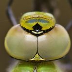 Im Blick der Großen Königslibelle (Anax imperator)