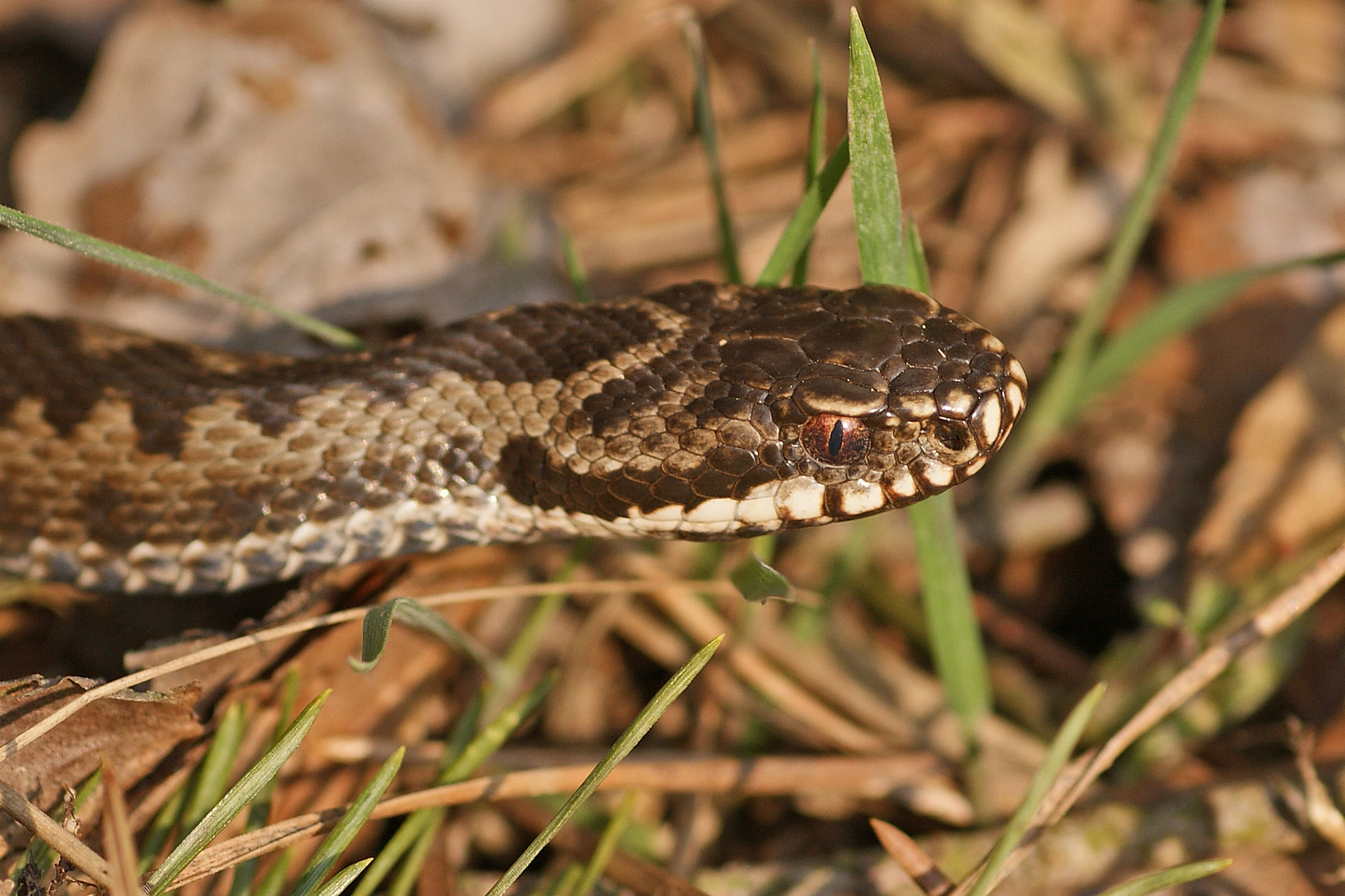 Im Blick der Kreuzotter (Vipera berus)