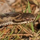 Im Blick der Kreuzotter (Vipera berus)