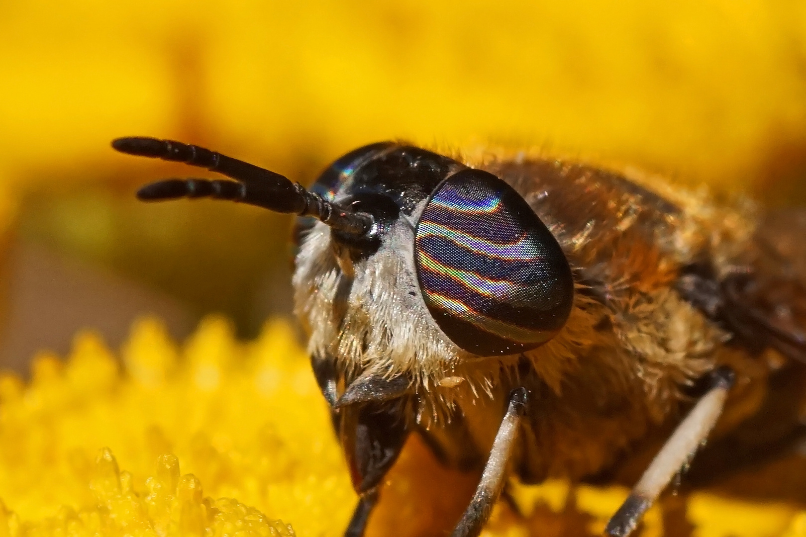 Im Blick der Purpurringbremse (Heptatoma pellucens)