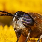 Im Blick der Purpurringbremse (Heptatoma pellucens)