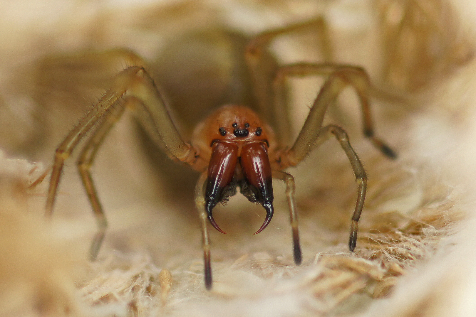 Im Blick des Ammen-Dornfingers (Cheiracanthium punctorium), Weibchen