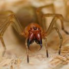 Im Blick des Ammen-Dornfingers (Cheiracanthium punctorium), Weibchen