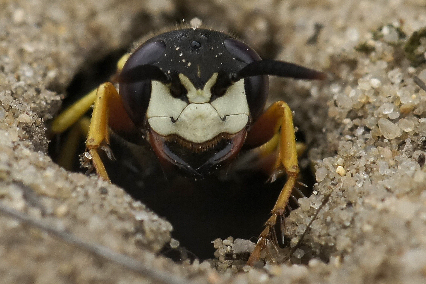 Im Blick des Bienenwolfes (Philanthus triangulum)