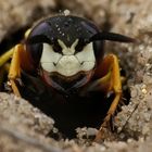 Im Blick des Bienenwolfes (Philanthus triangulum)