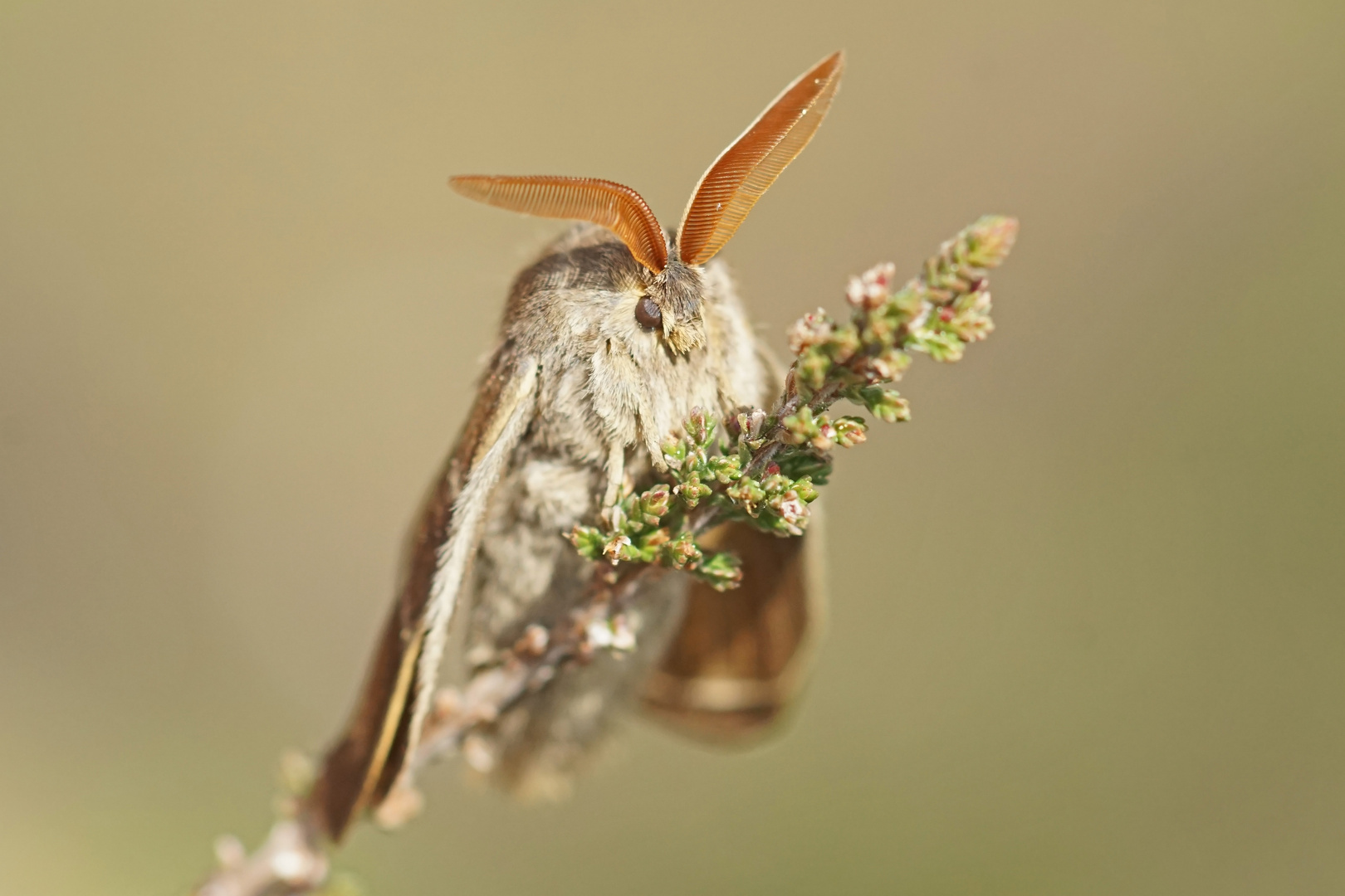 Im Blick des Brombeerspinners (Macrothylacia rubi), Männchen