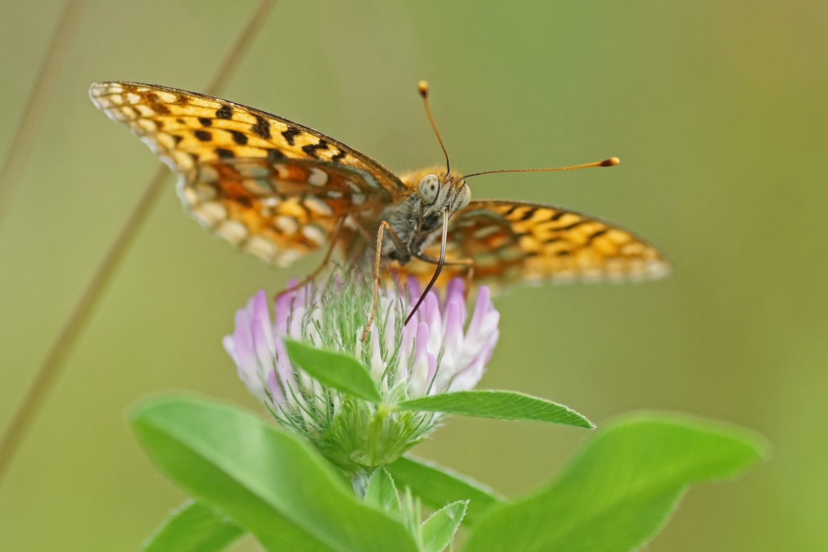 Im Blick des Feurigen Perlmuttfalters (Argynnis adippe)