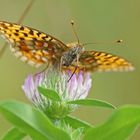 Im Blick des Feurigen Perlmuttfalters (Argynnis adippe)