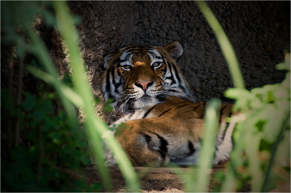 Im Blick des Tigers