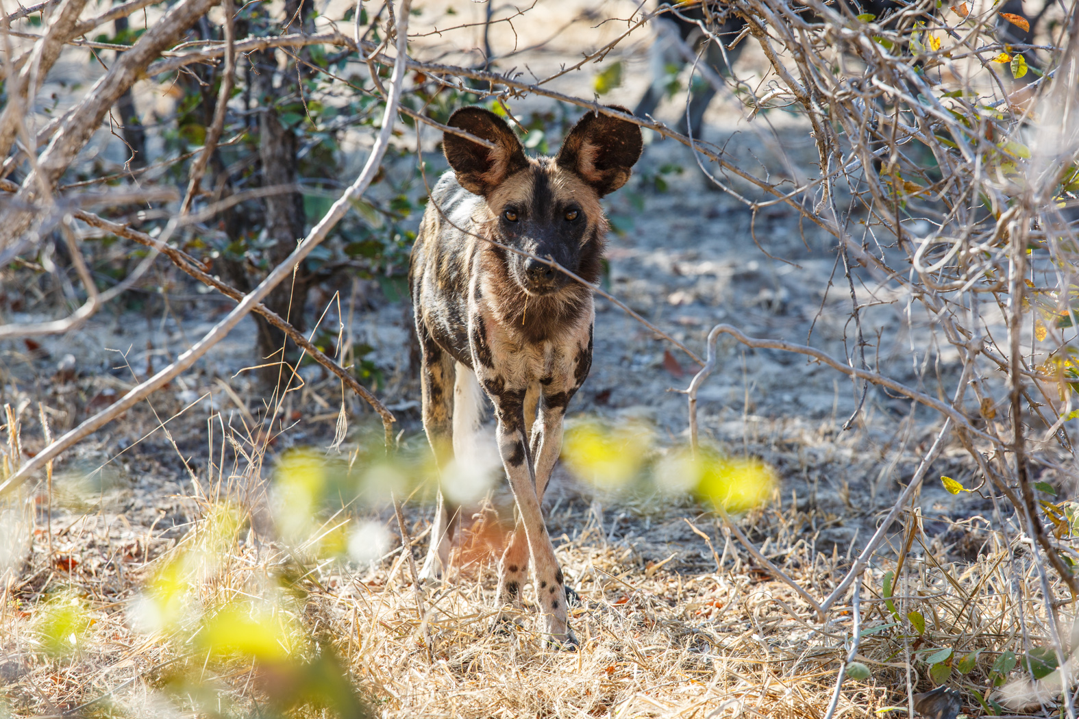 Im Blick, Sambia