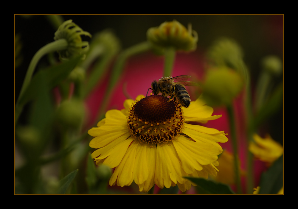 Im blühenden Garten