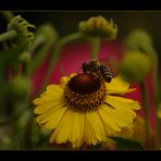 Im blühenden Garten