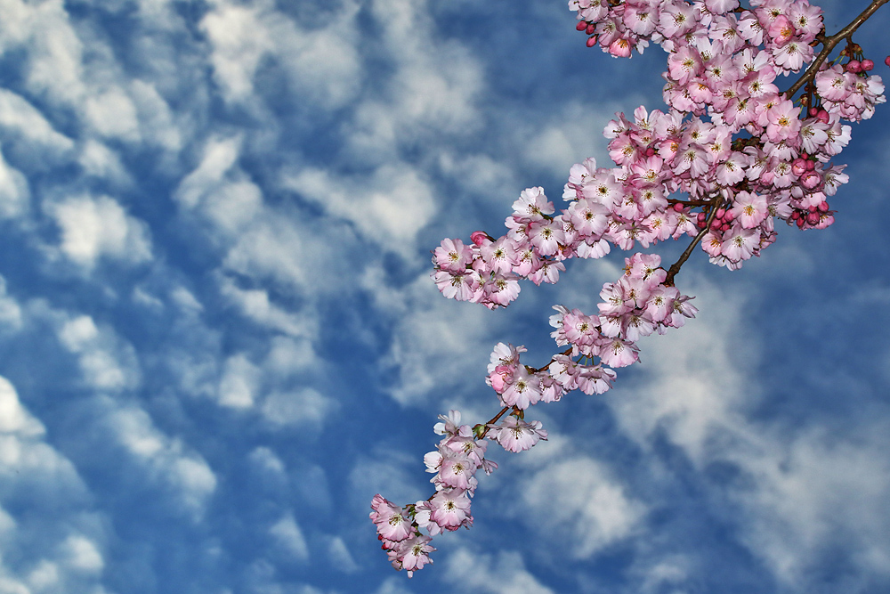 im "Blütenhimmel"