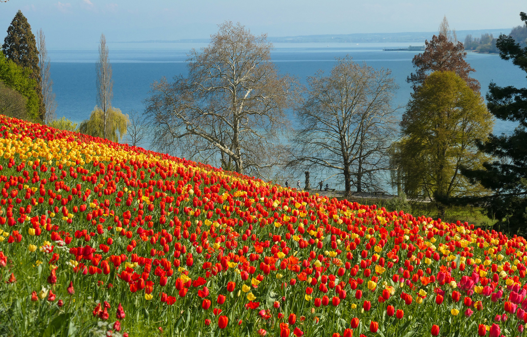 Im Blütenmeer