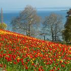 Im Blütenmeer