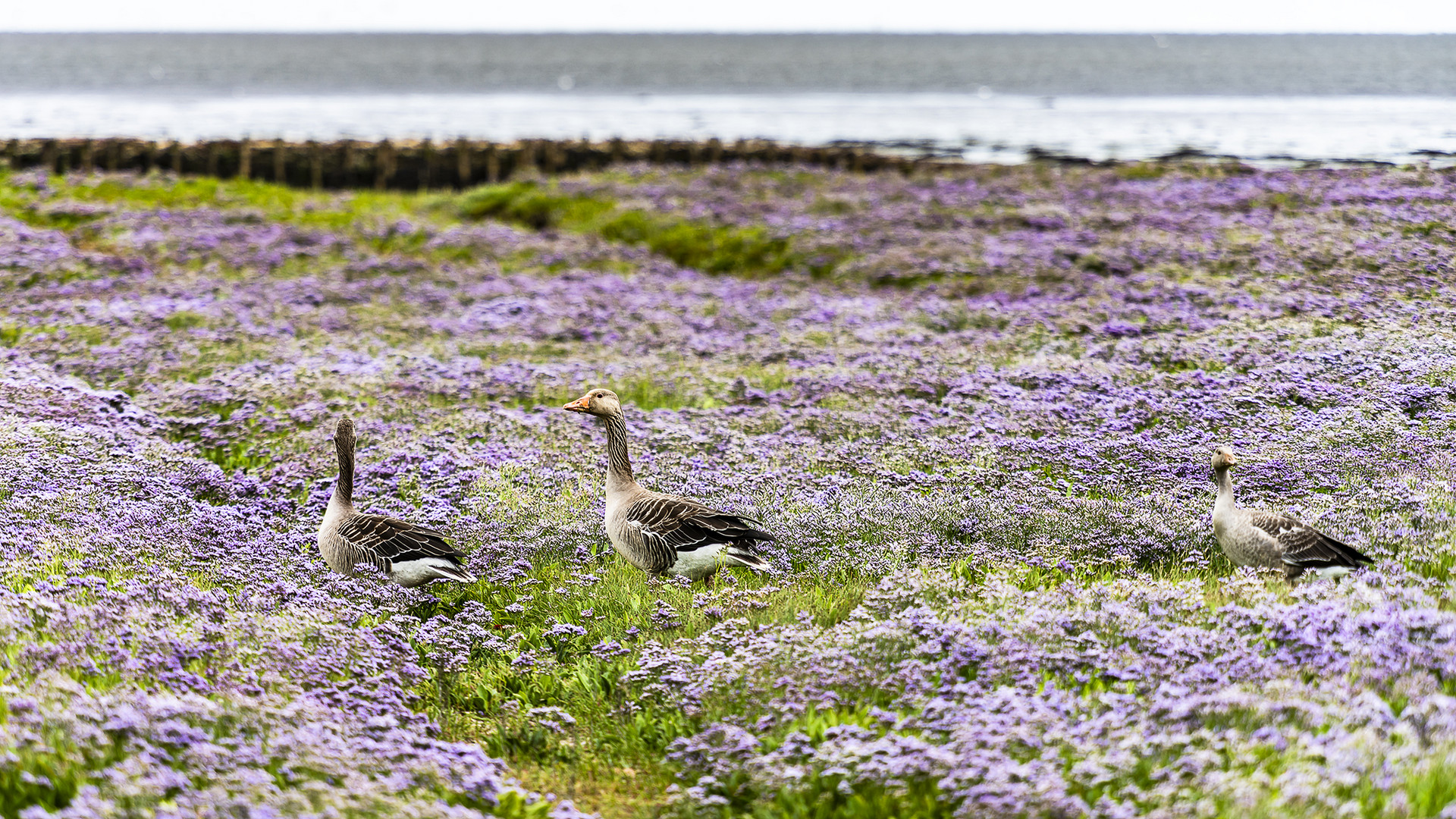 Im Blütenmeer - Amrum