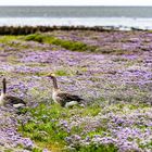 Im Blütenmeer - Amrum