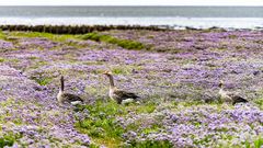 Im Blütenmeer - Amrum