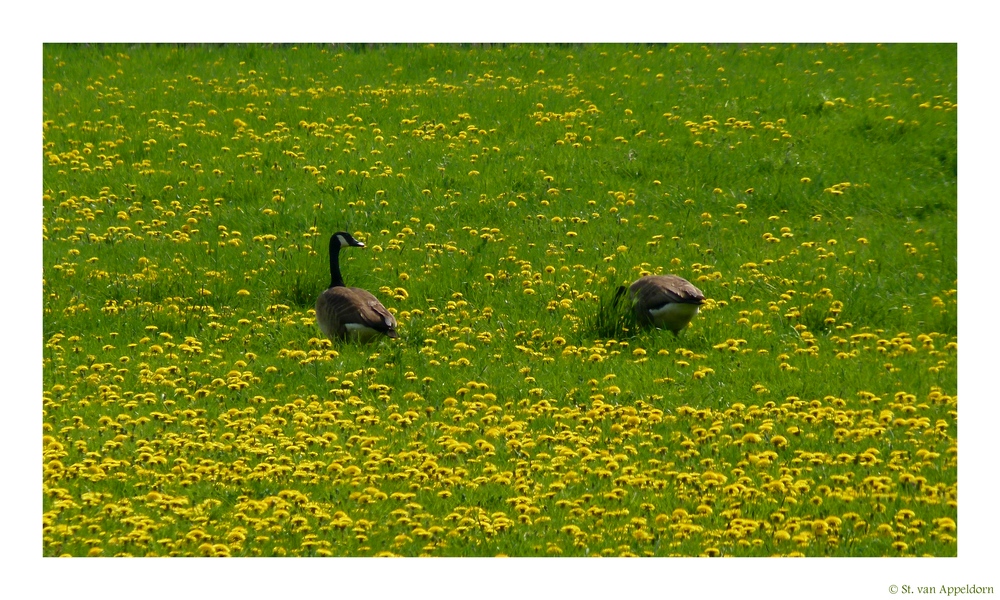 im Blütenmeer