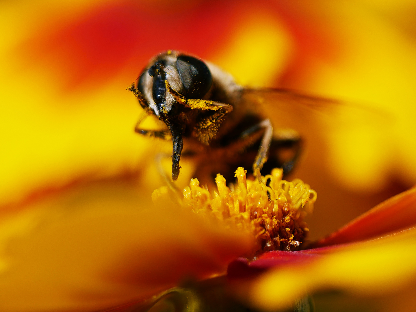Im Blütenstaub.. Foto & Bild tiere, wildlife, insekten Bilder auf