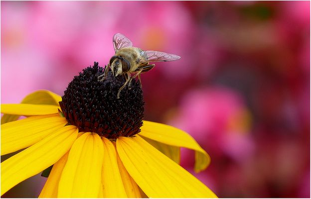Im Blumenbeet (Niederrhein 016)