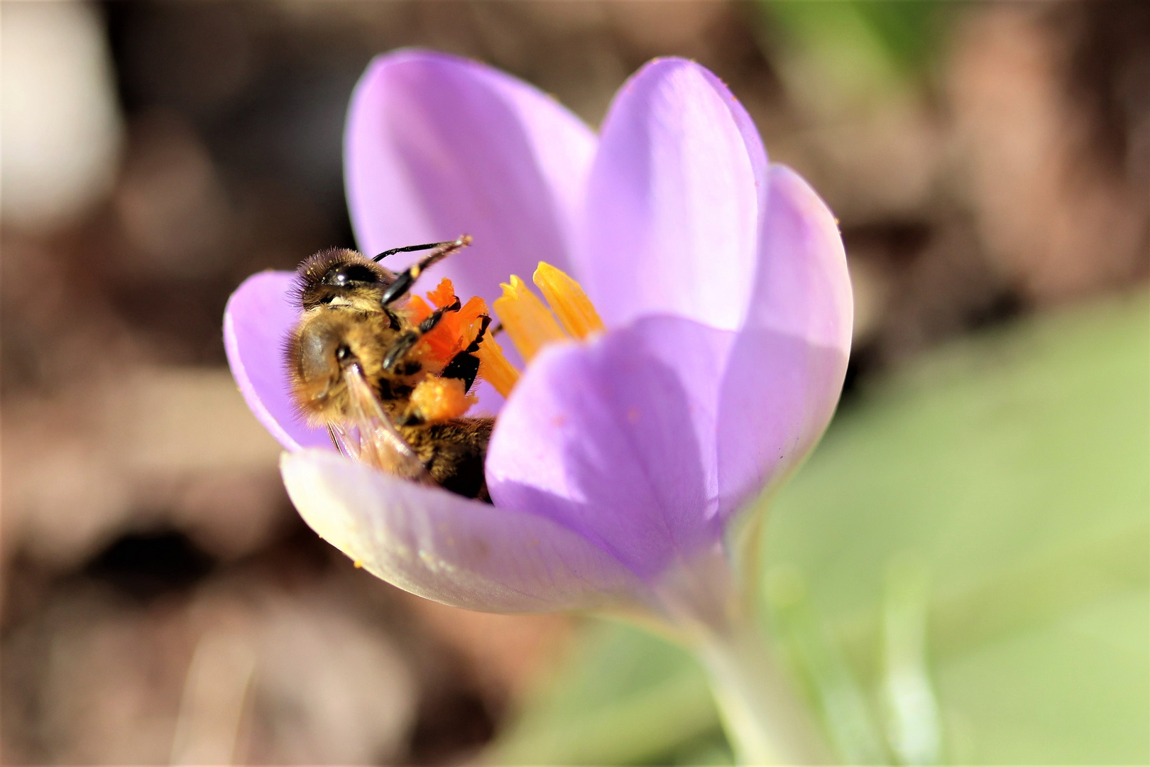 im Blumenbeet-oder Bett;)