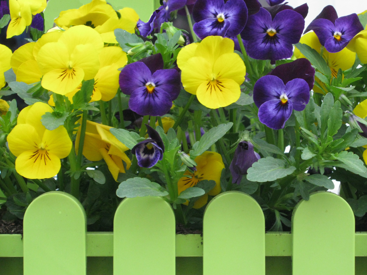 Im Blumenkasten Foto & Bild pflanzen, pilze & flechten, blüten