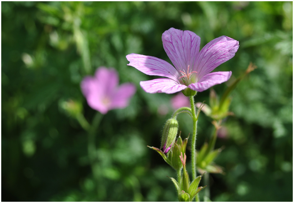 Im Blumenmeer