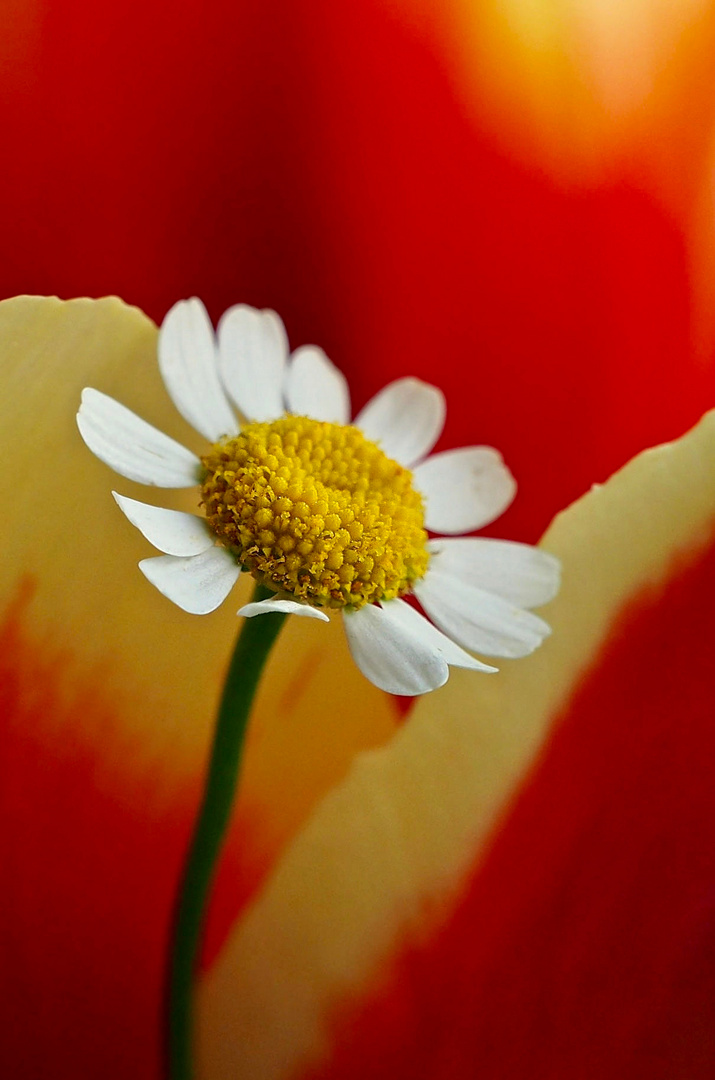 Im Blumenstrauß..