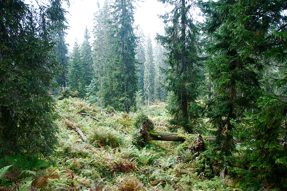 Im Bödmerenwald am Pragelpass