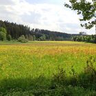 Im Bömbachtal unterwegs...