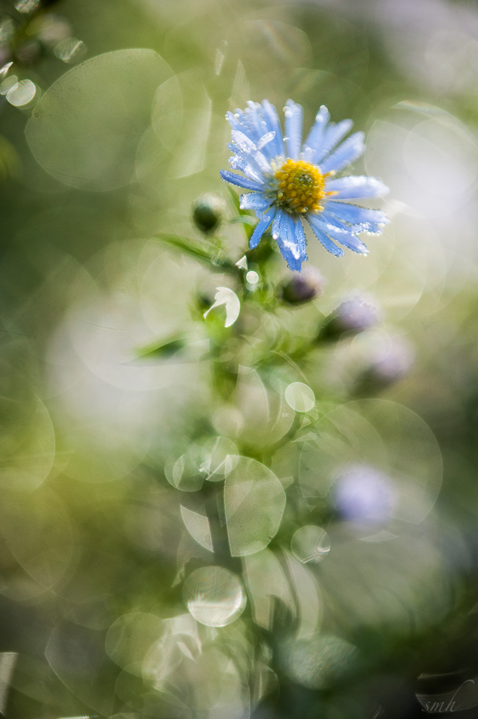 im Bokeh Nebel