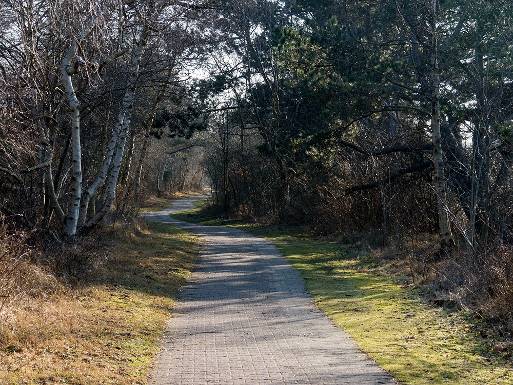 Im Borkumer Südwäldchen