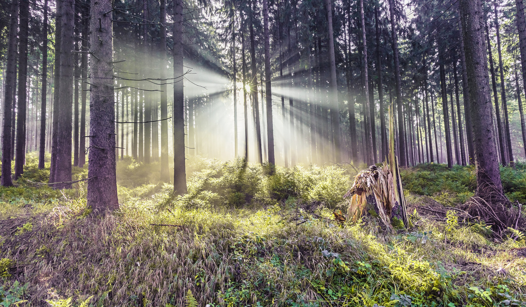 im Bornwald bei Hochnebel 2