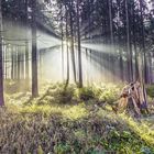 im Bornwald bei Hochnebel 2