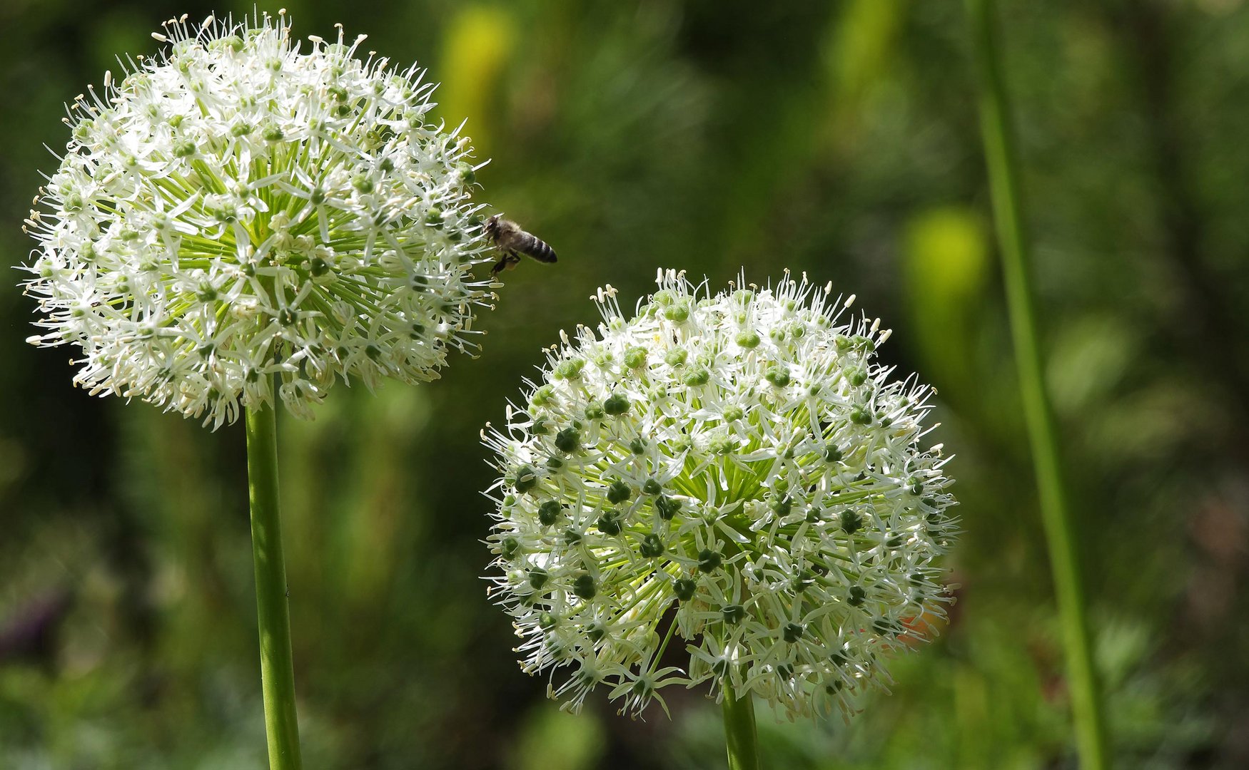 im botanisch Garten...