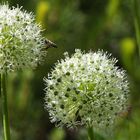 im botanisch Garten...