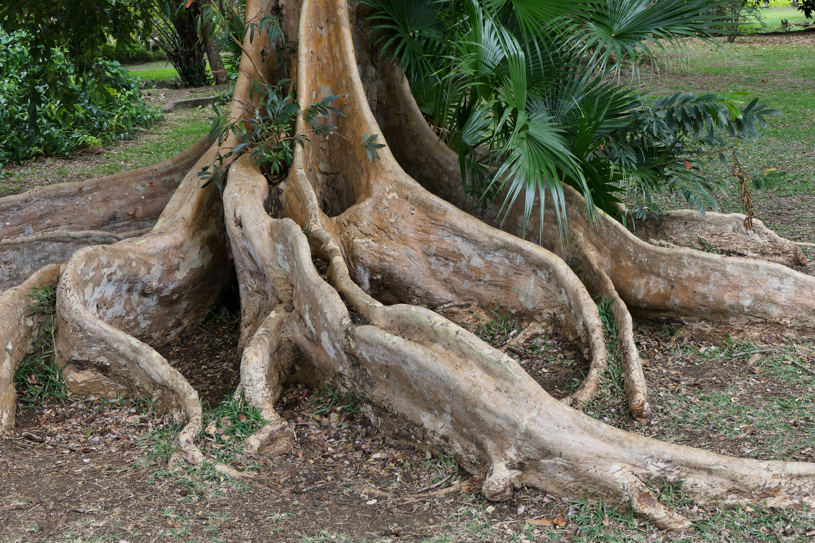 Im Botanischem Garten auf Mauritius