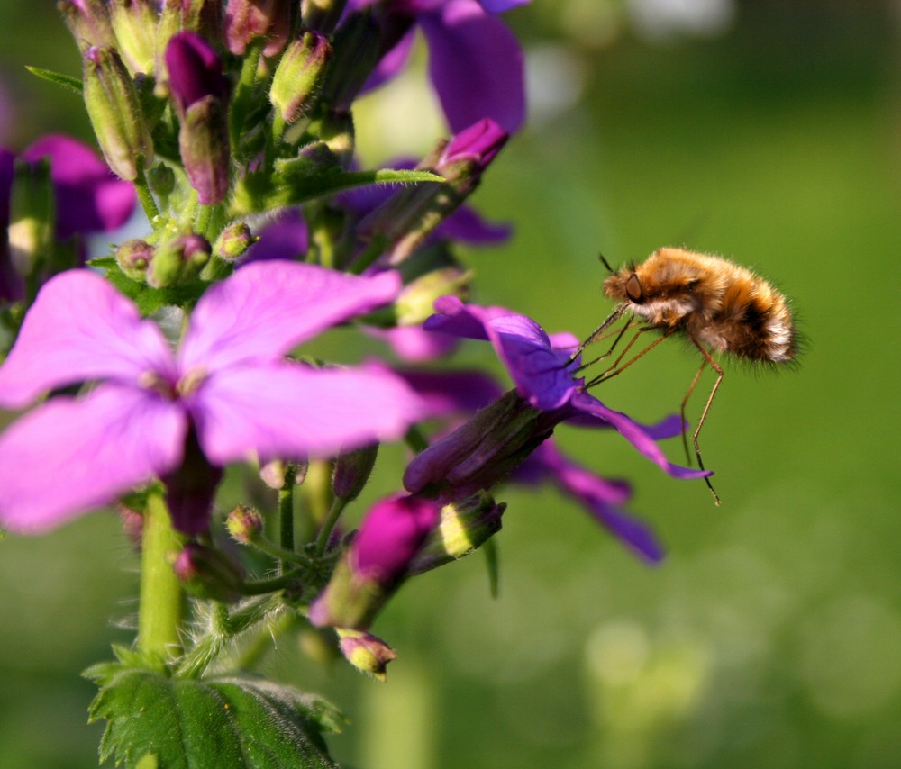 Im botanischem Garten