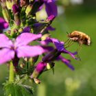 Im botanischem Garten