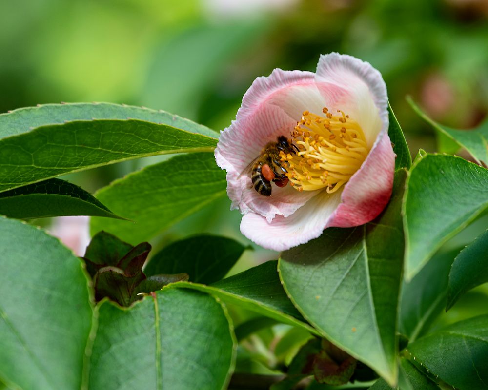 Im Botanischem Garten Bielefeld_D4A4264