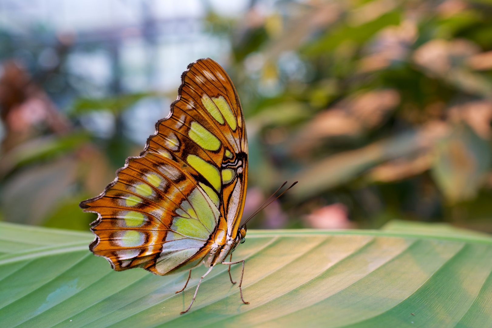 Im botanischen Garten