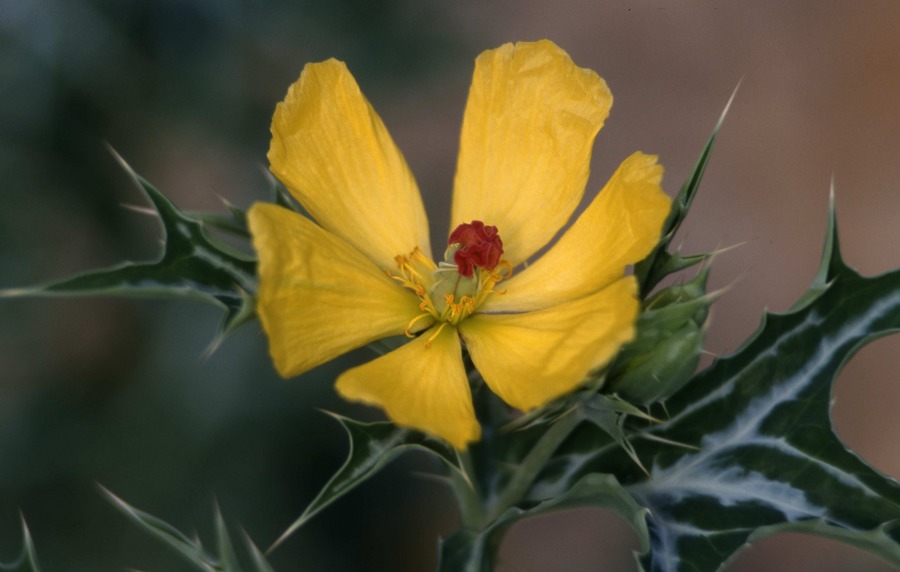 Im botanischen Garten 01