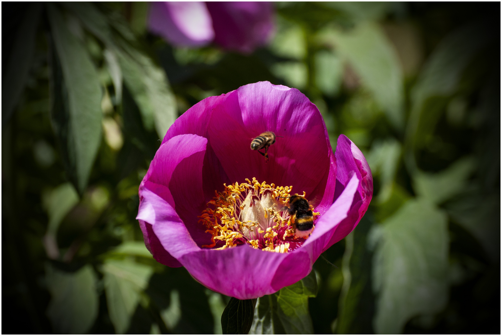  im botanischen Garten