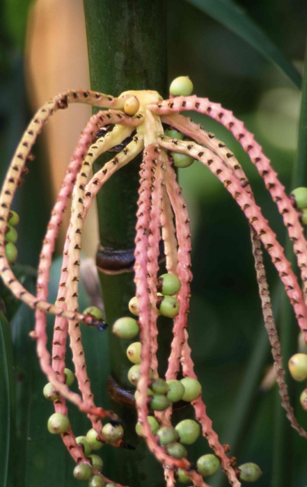 Im botanischen Garten 02