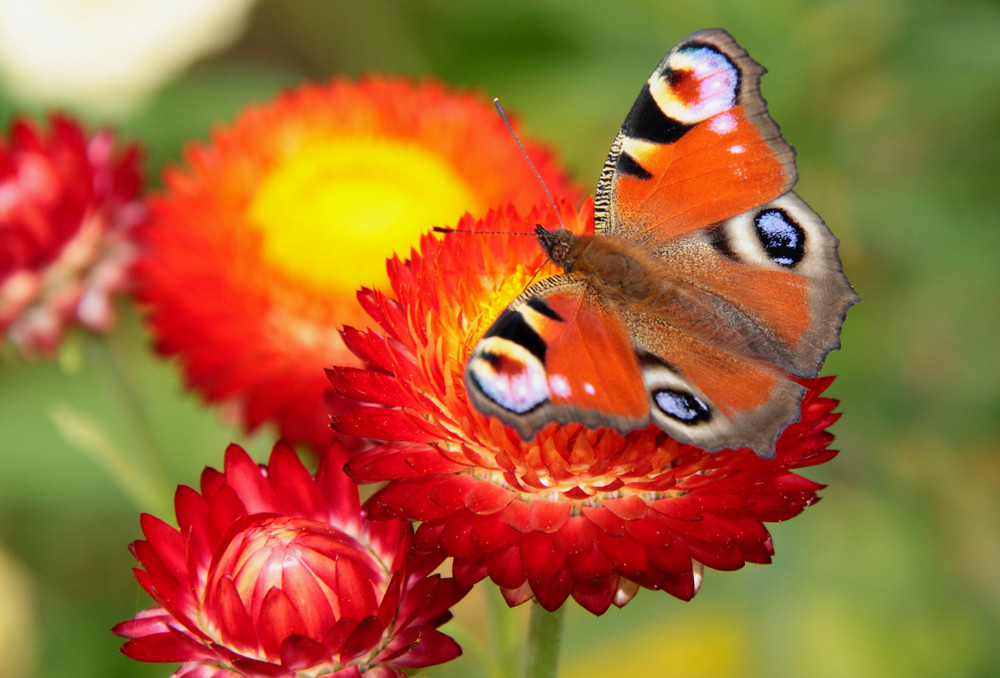 im Botanischen Garten